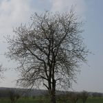 P1010560