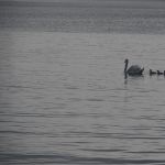 P1050369