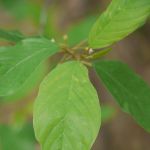 P1170784